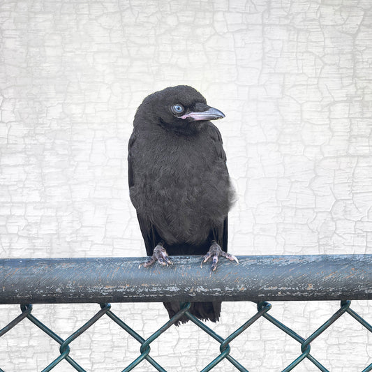 SITTING ON THE FENCE - Fine Art Print, Crow Portrait Series