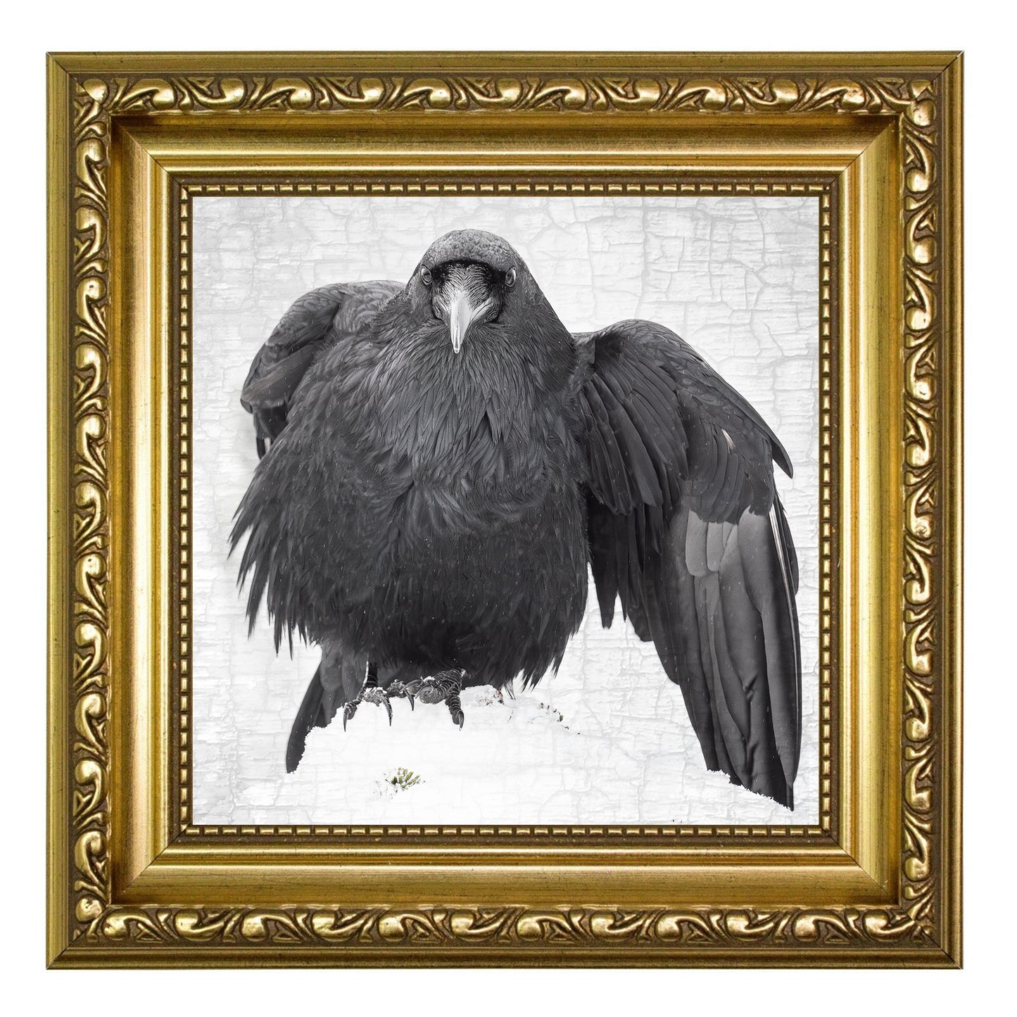 RAVEN DANCE 2 - Fine Art Print, Raven Portrait Series