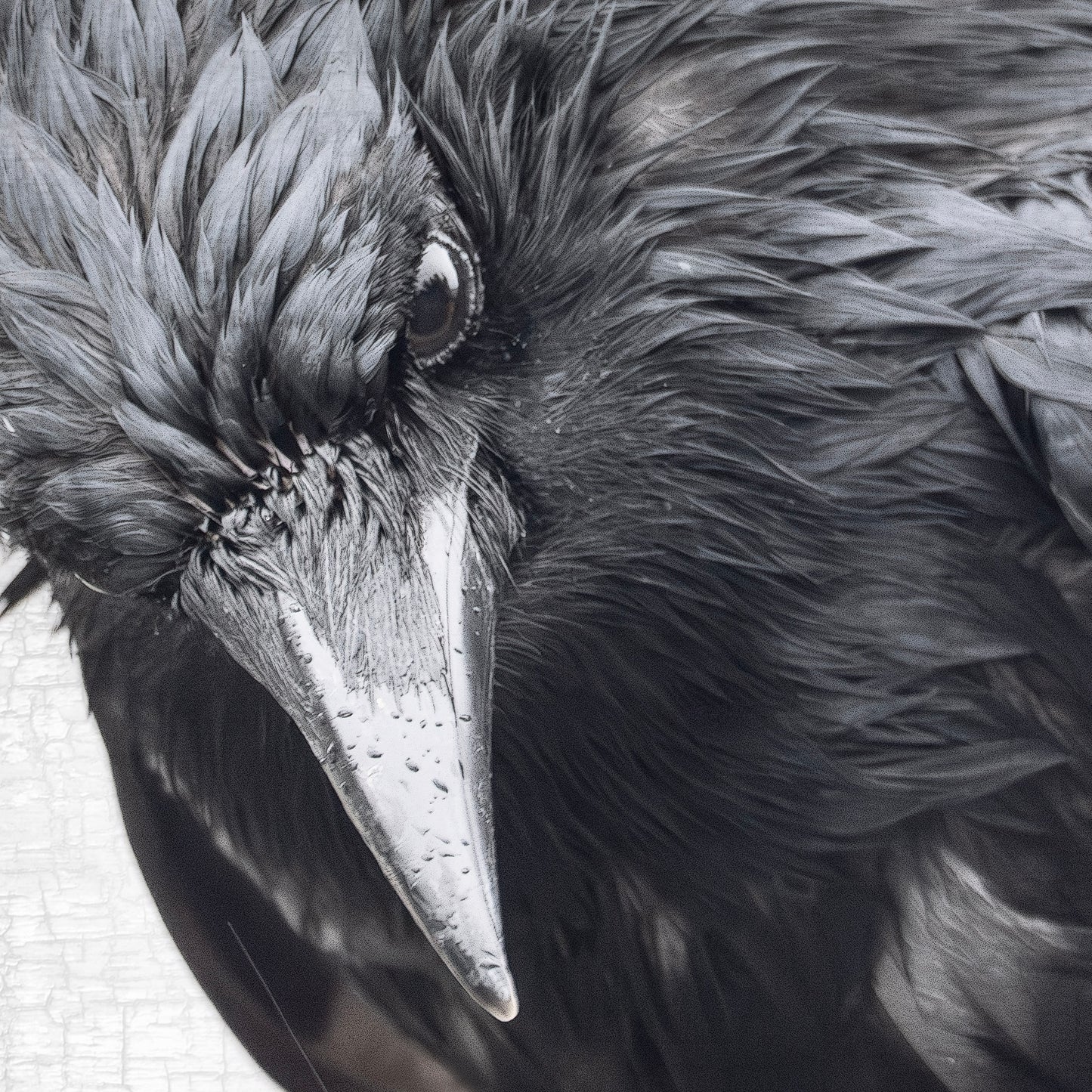 INTENSELY WET CROW - Fine Art Print, Crow Portrait Series