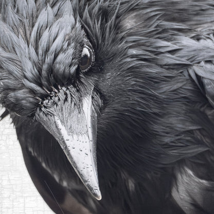 INTENSELY WET CROW - Fine Art Print, Crow Portrait Series