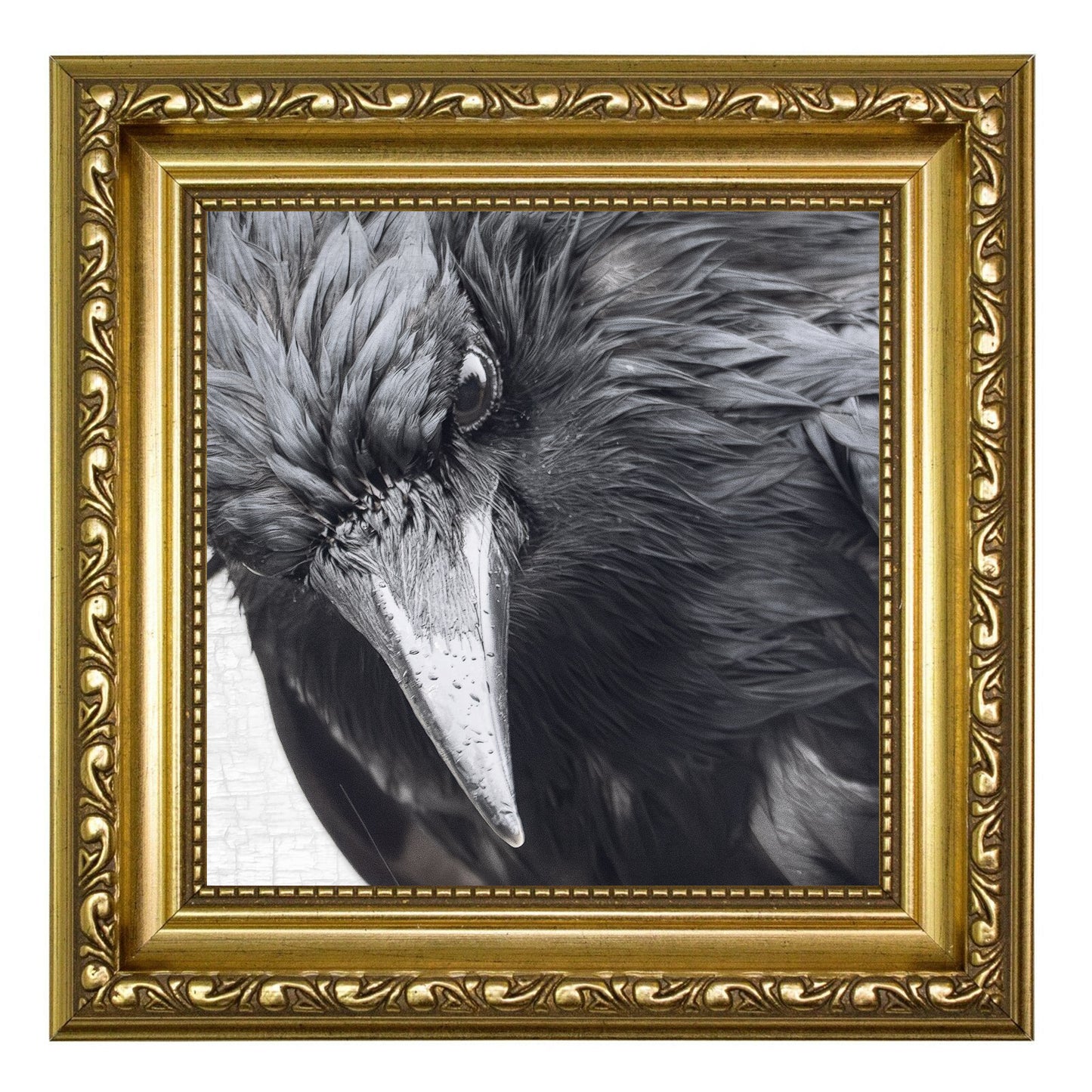 INTENSELY WET CROW - Fine Art Print, Crow Portrait Series