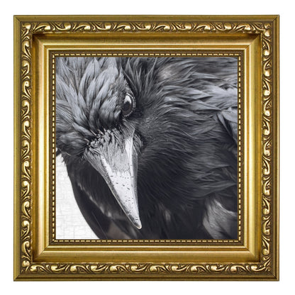 INTENSELY WET CROW - Fine Art Print, Crow Portrait Series