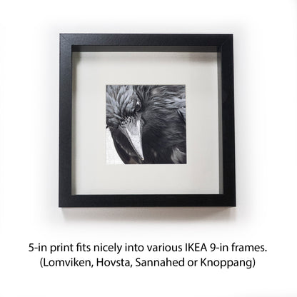 INTENSELY WET CROW - Fine Art Print, Crow Portrait Series