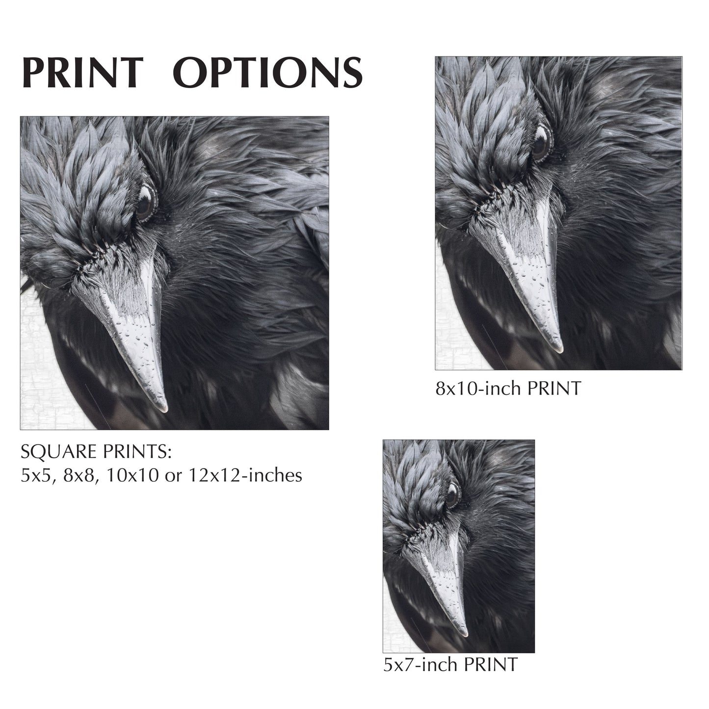 INTENSELY WET CROW - Fine Art Print, Crow Portrait Series