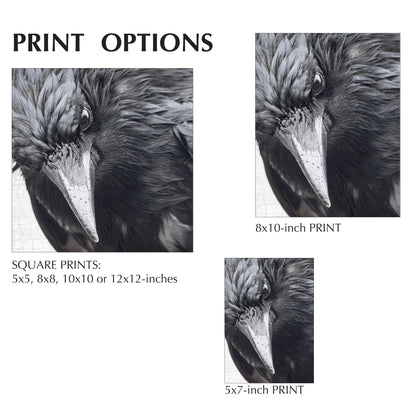 INTENSELY WET CROW - Fine Art Print, Crow Portrait Series