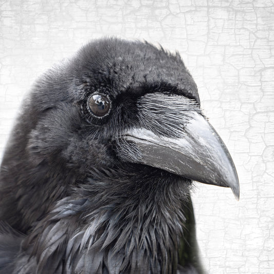 JUBILEE THE TOWER RAVEN - Fine Art Print, Raven Portrait Series