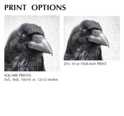 JUBILEE THE TOWER RAVEN - Fine Art Print, Raven Portrait Series