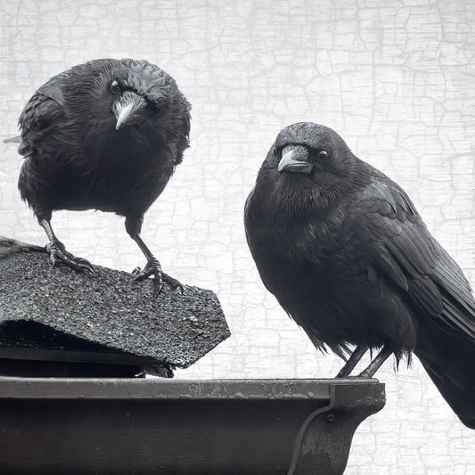 JUDGEMENTAL CROWS - Fine Art Print, Crow Portrait Series