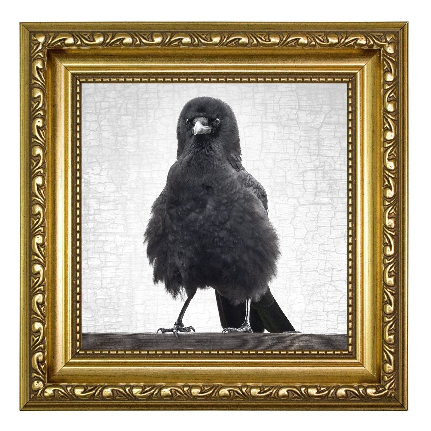 MARVIN THE FIERCE - Fine Art Print, Crow Portrait Series