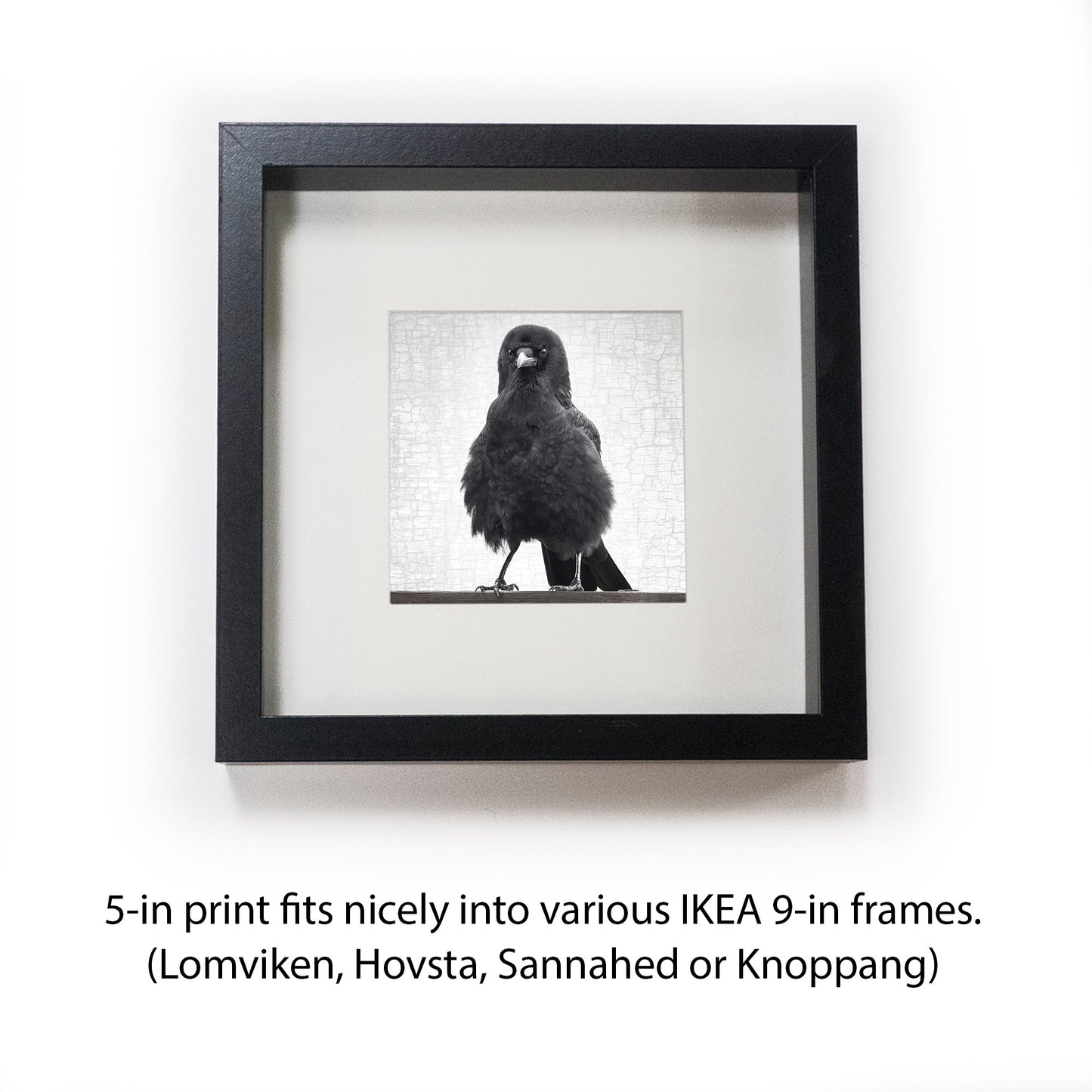 MARVIN THE FIERCE - Fine Art Print, Crow Portrait Series