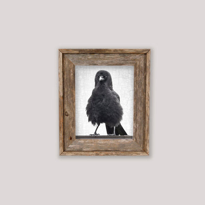 MARVIN THE FIERCE - Fine Art Print, Crow Portrait Series