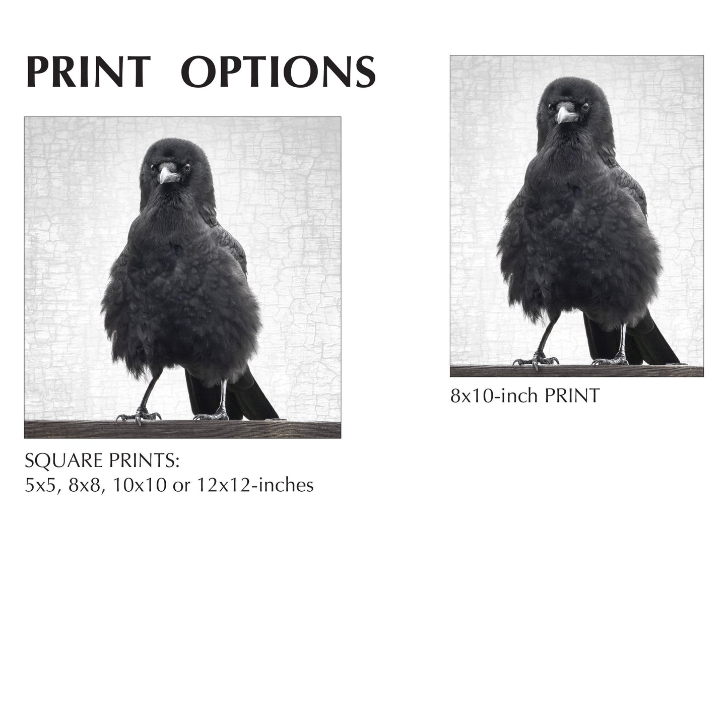 MARVIN THE FIERCE - Fine Art Print, Crow Portrait Series