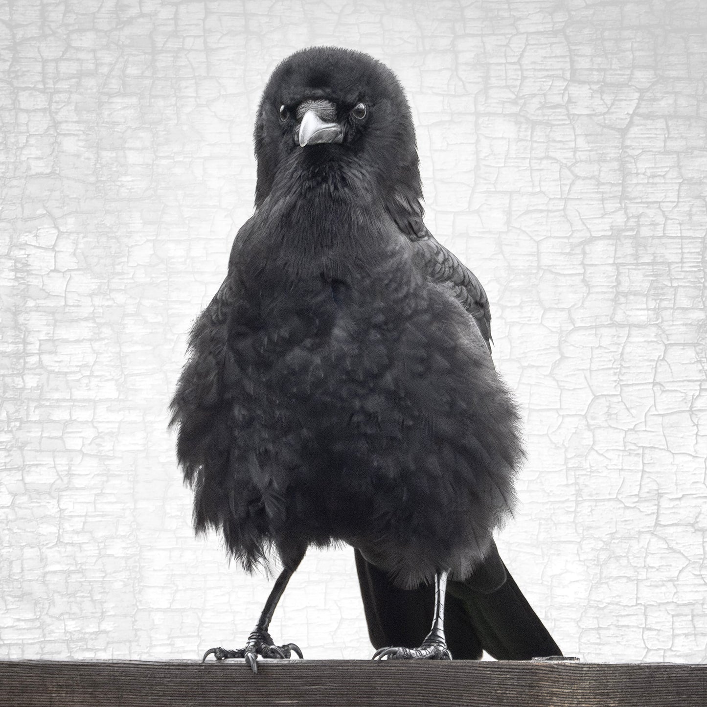 MARVIN THE FIERCE - Fine Art Print, Crow Portrait Series