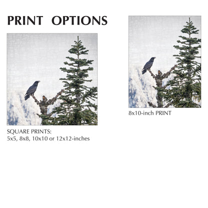 MORNING SONG - Fine Art Print, Raven Portrait Series