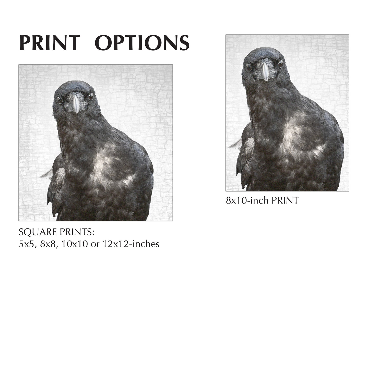 NEIL YOUNG CROW - Fine Art Print, Crow Portrait Series