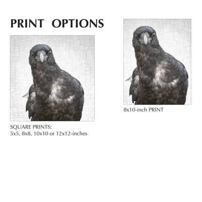 NEIL YOUNG CROW - Fine Art Print, Crow Portrait Series