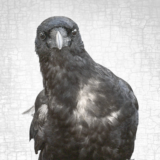 NEIL YOUNG, THE CROW - Fine Art Print, Crow Portrait Series