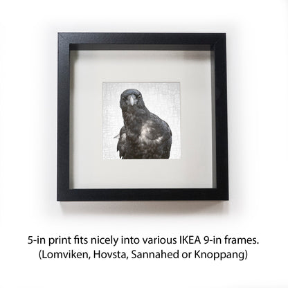 NEIL YOUNG CROW - Fine Art Print, Crow Portrait Series