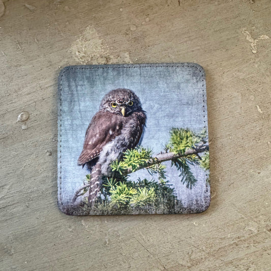 NORTHERN PYGMY OWL — Coaster