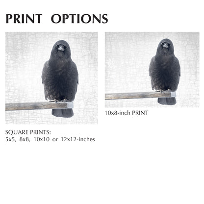 OUT ON A LIMB - Fine Art Print, Crow Portrait Series
