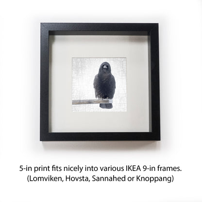 OUT ON A LIMB - Fine Art Print, Crow Portrait Series