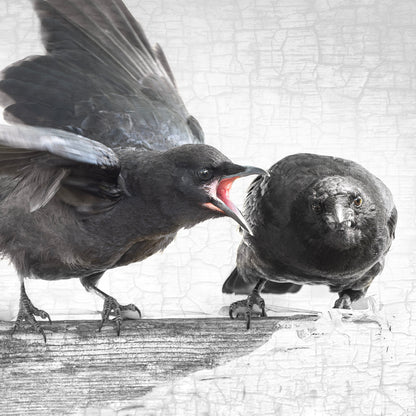 THE JOYS OF PARENTING - Fine Art Print, Crow Portrait Series