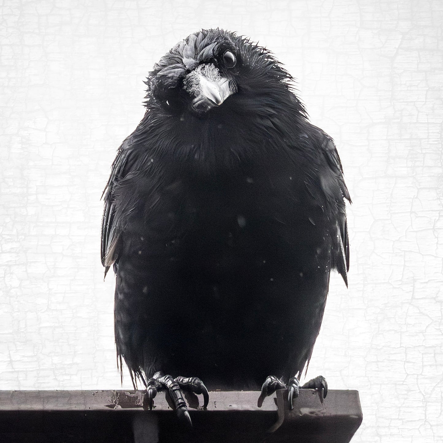 PHILOSOPHER CROW - Fine Art Print, Crow Portrait Series