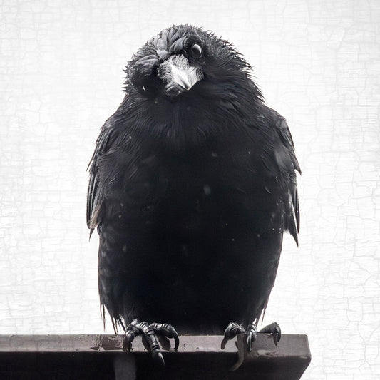 PHILOSOPHER CROW - Fine Art Print, Crow Portrait Series