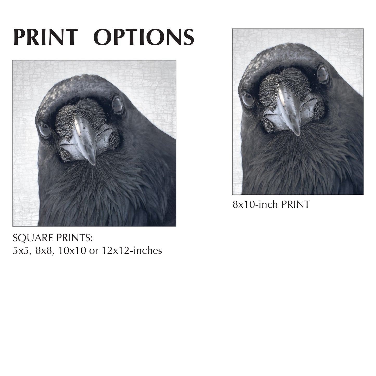 POP-UP RAVEN - Fine Art Print, Raven Portrait Series