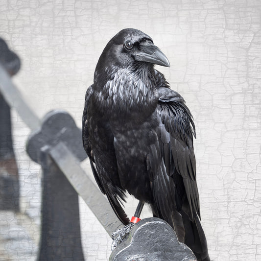 POPPY THE TOWER RAVEN - Fine Art Print, Raven Portrait Series