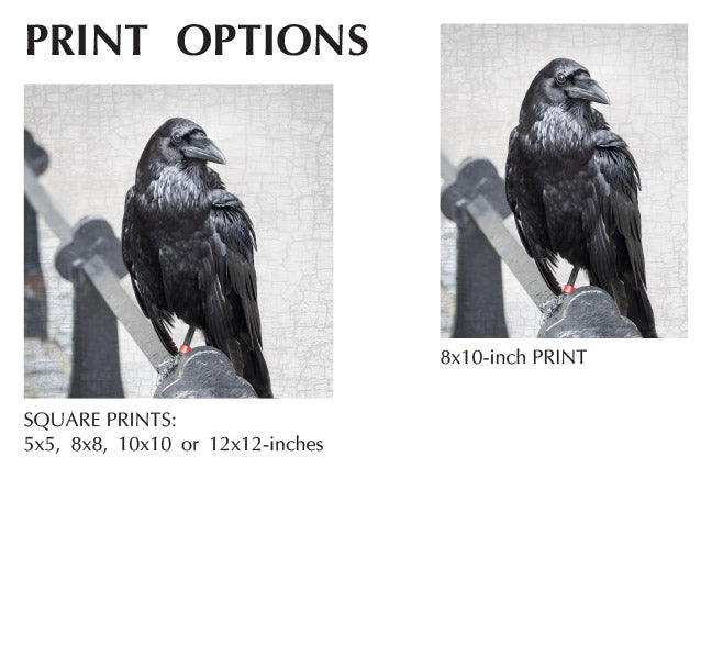 POPPY THE TOWER RAVEN - Fine Art Print, Raven Portrait Series