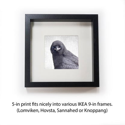 PRECOCIOUS - Fine Art Print, Crow Portrait Series