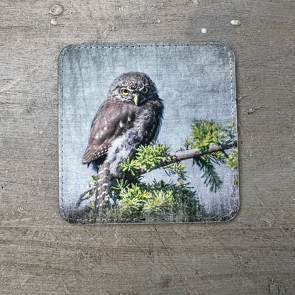 NORTHERN PYGMY OWL— Coaster