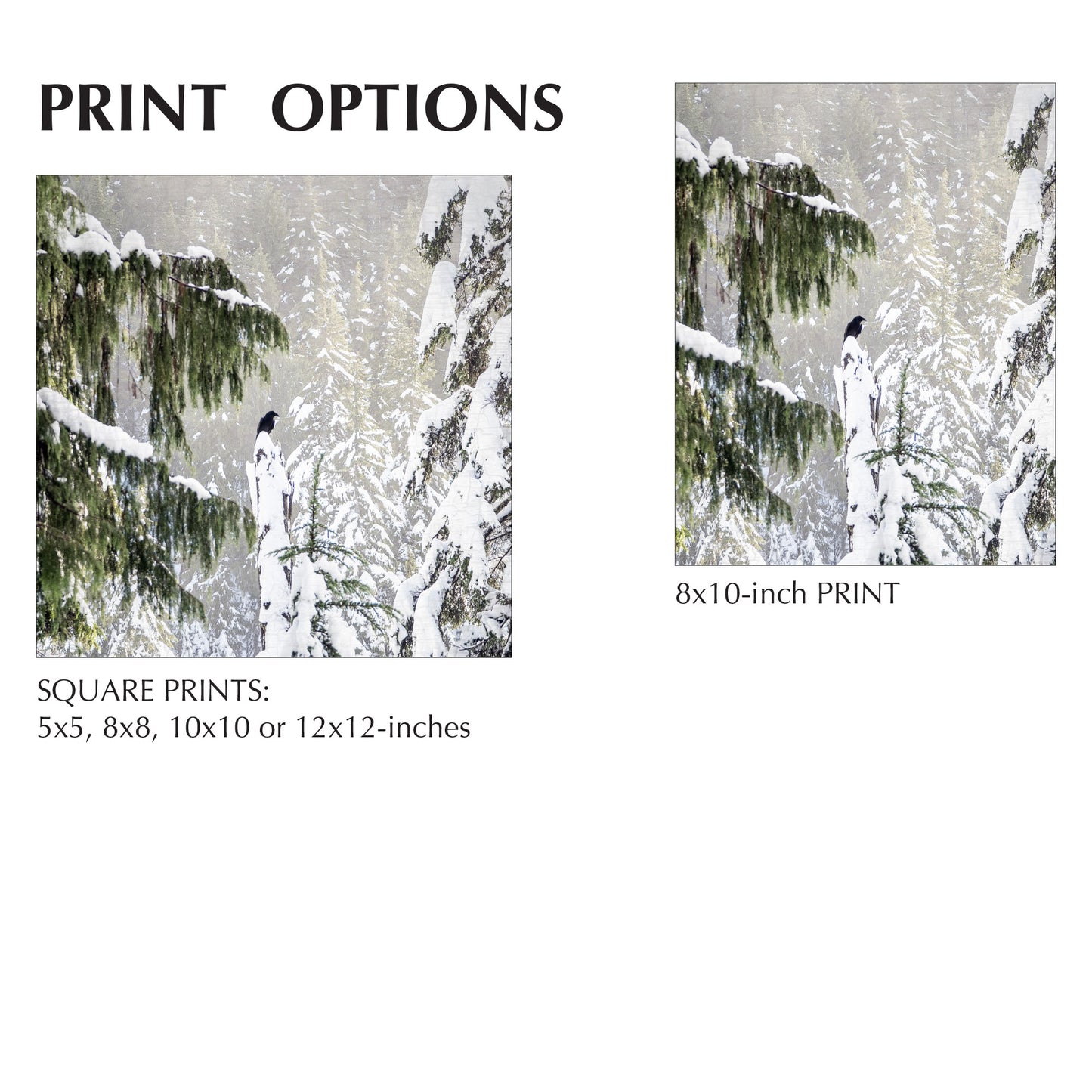 WINTER WOODS - Fine Art Print, Raven Portrait Series