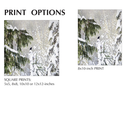 WINTER WOODS - Fine Art Print, Raven Portrait Series