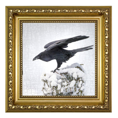RAVEN LANDING - Fine Art Print, Raven Portrait Series