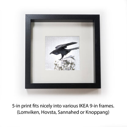 RAVEN LANDING - Fine Art Print, Raven Portrait Series
