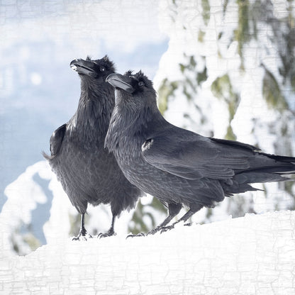 RAVENS WITH A VIEW - Fine Art Print, Raven Portrait Series