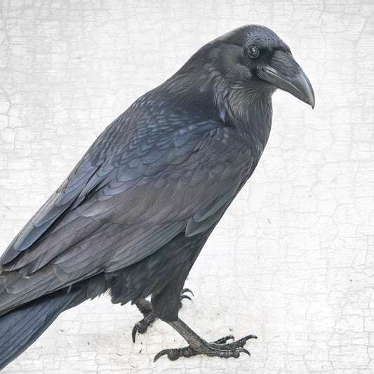 ENTER RAVEN, STAGE LEFT - Fine Art Print, Raven Portrait Series