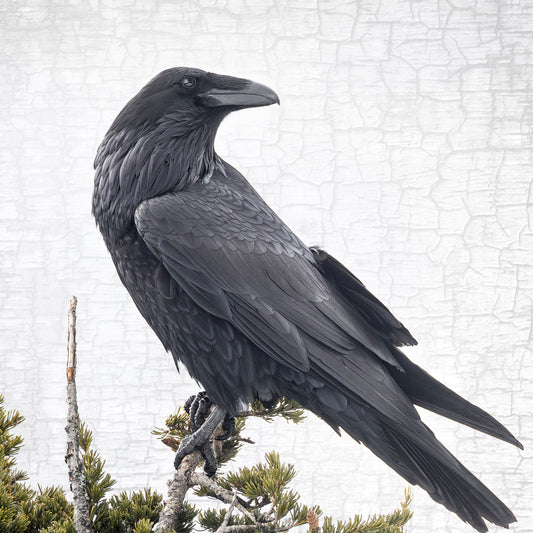 RAVEN VIEWPOINT - Fine Art Print, Raven Portrait Series