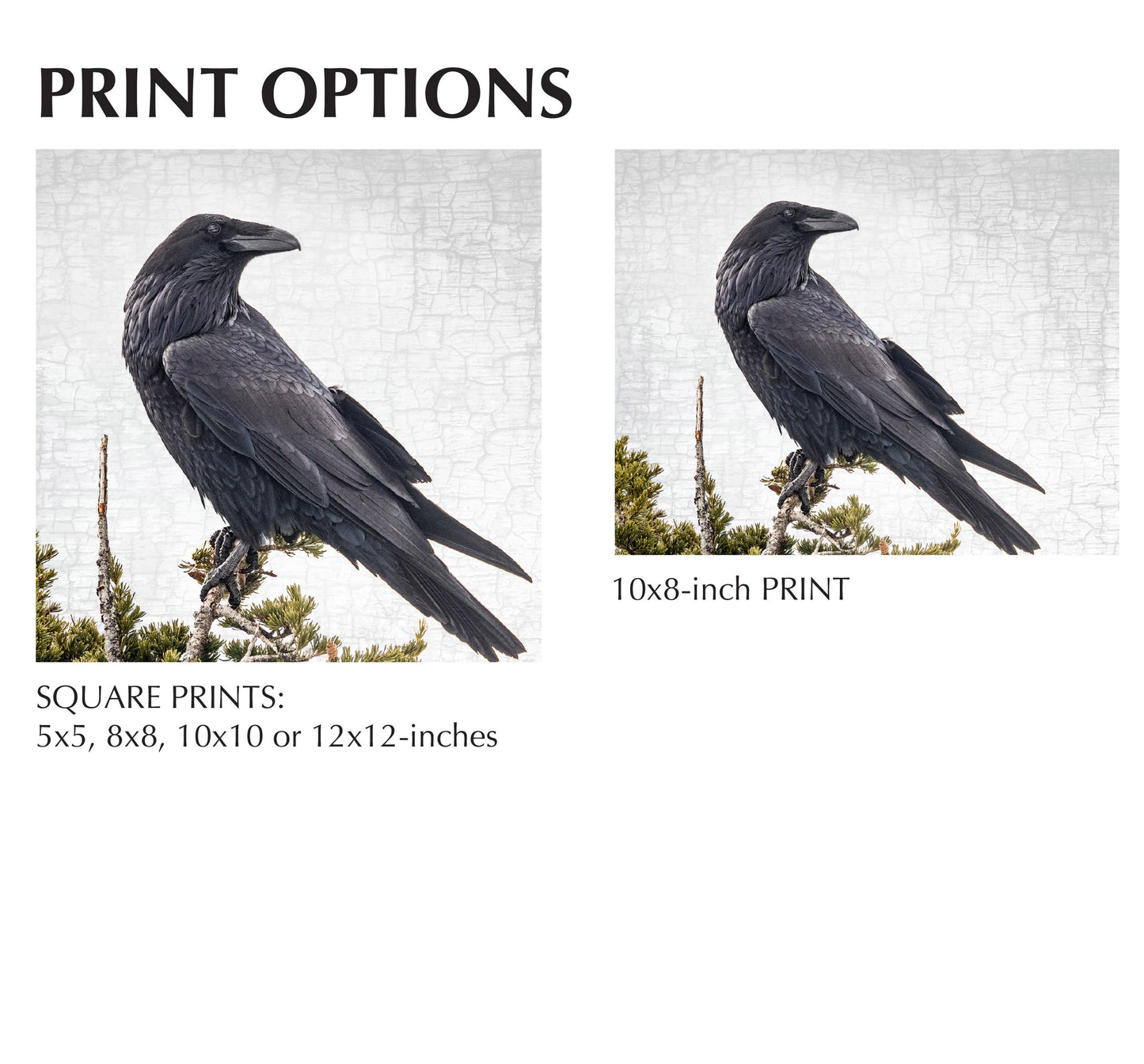 RAVEN VIEWPOINT - Fine Art Print, Raven Portrait Series