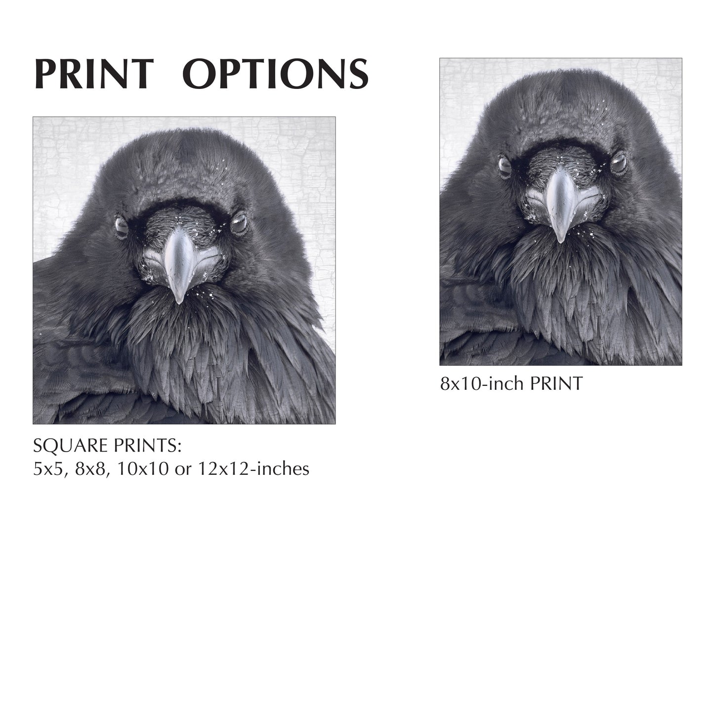 THE RAVEN OF JUDGEMENT - Fine Art Print, Raven Portrait Series