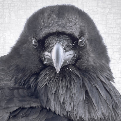 THE RAVEN OF JUDGEMENT - Fine Art Print, Raven Portrait Series