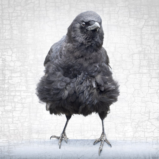 DISHEVELED BEAUTY - Fine Art Print, Crow Portrait Series