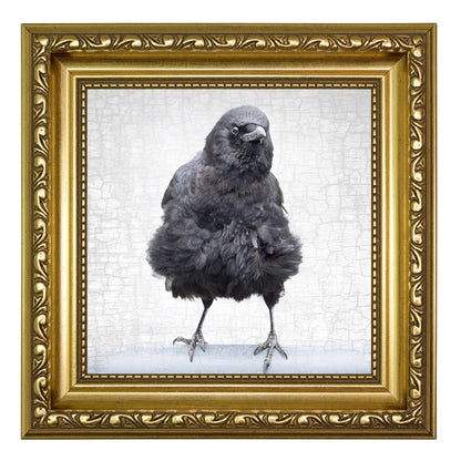 DISHEVELED BEAUTY - Fine Art Print, Crow Portrait Series