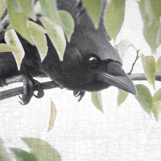 SECRET CROW - Fine Art Print, Crow Portrait Series