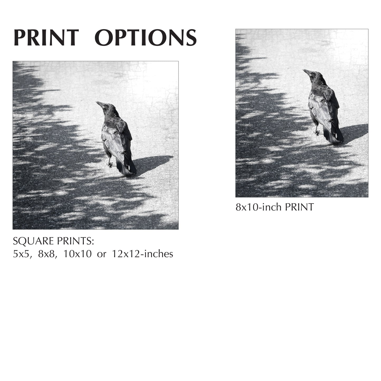 ON THE BORDERLINE - Fine Art Print, Crow Portrait Series