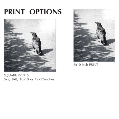 ON THE BORDERLINE - Fine Art Print, Crow Portrait Series