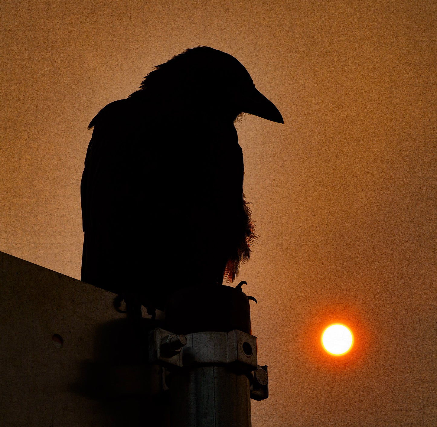 SMOKY SUNRISE - Fine Art Print, Crow Portrait Series