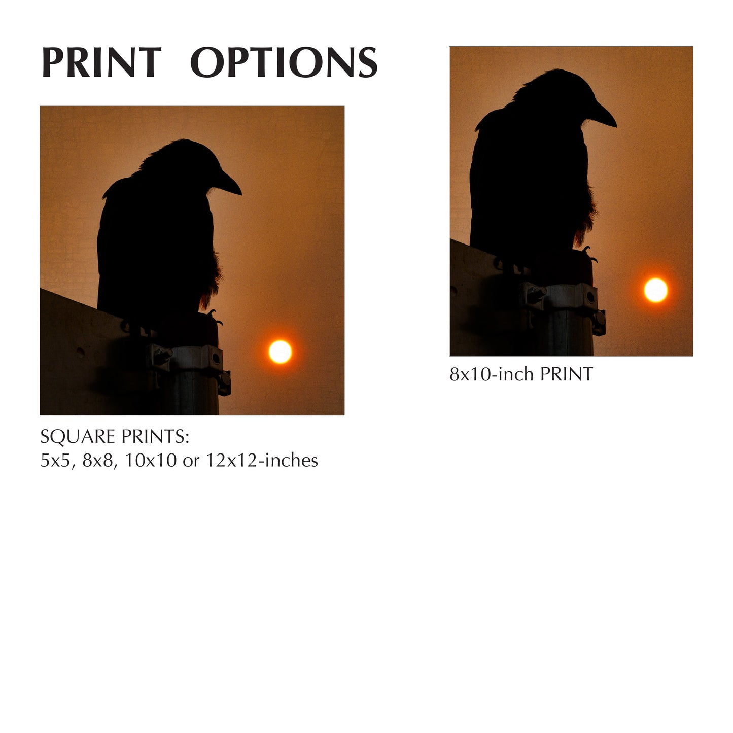 SMOKY SUNRISE - Fine Art Print, Crow Portrait Series